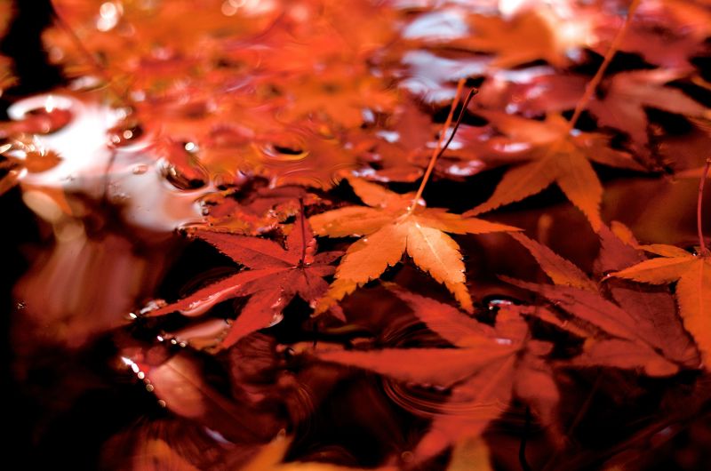 lá đỏ (Momiji - 紅葉)